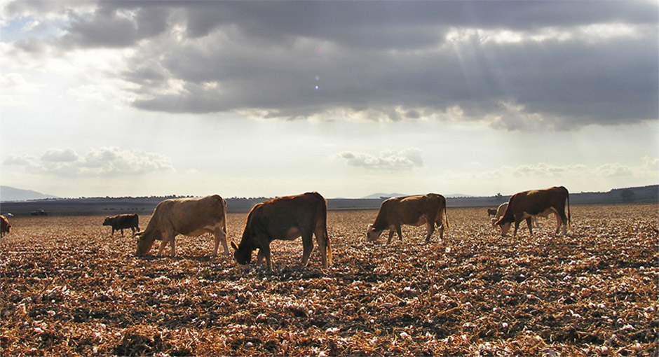 Beef Cattle