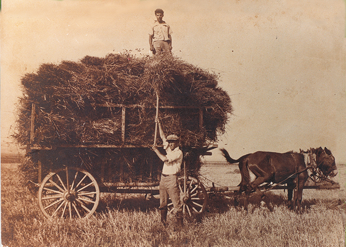 Hay & Wheat